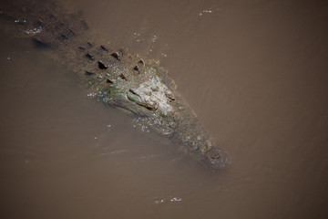 Crocodile - Costa Rica