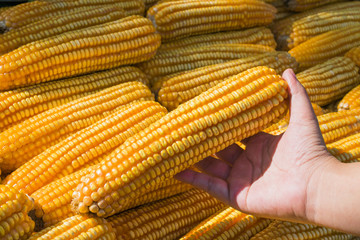 Dry gold corn isolated food background.close up yellow dried corn for background, dried corn for popcorn of animal feed.