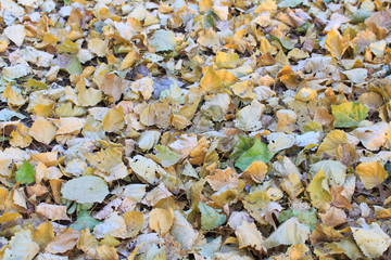dried leaves, autumn leaves, dead poplar leaves