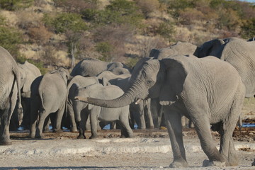 Fototapeta premium Elephants In Namibia