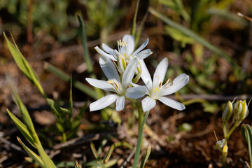 Fototapeta premium The Star of Bethlehem flower Ornithogalum comosum