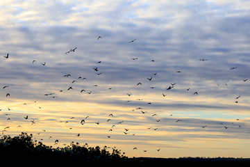 Birds in Flight at Sunset