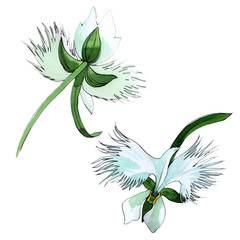 Wildflower orchid flower in a watercolor style isolated. Full name of the plant: orchid. Aquarelle wild flower for background, texture, wrapper pattern, frame or border.