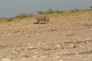 Fototapeta na wymiar Rhino in Namibia