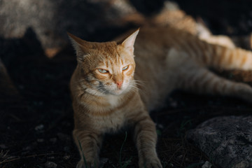 Tricky ginger cat heated otdoor on the sun