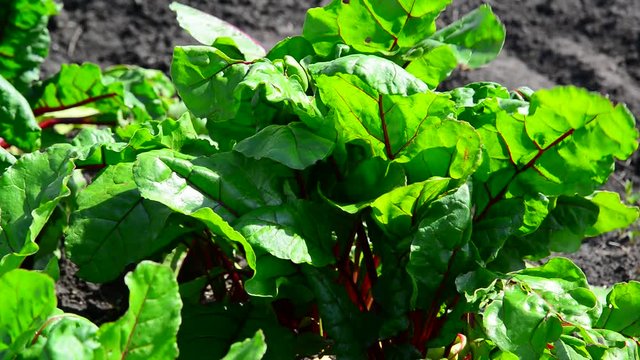 A young green beetroot on bed