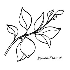 Branch of lemon tree with leaves and natural fruit. Vector illustration