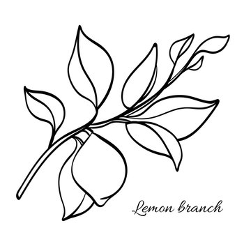 Branch of lemon tree with leaves and natural fruit. Vector illustration