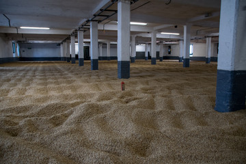 Barley malting floors