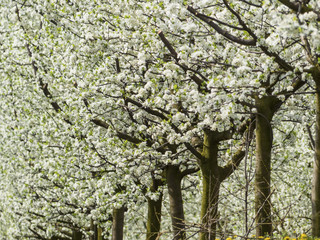 blossoming fruit trees in spring