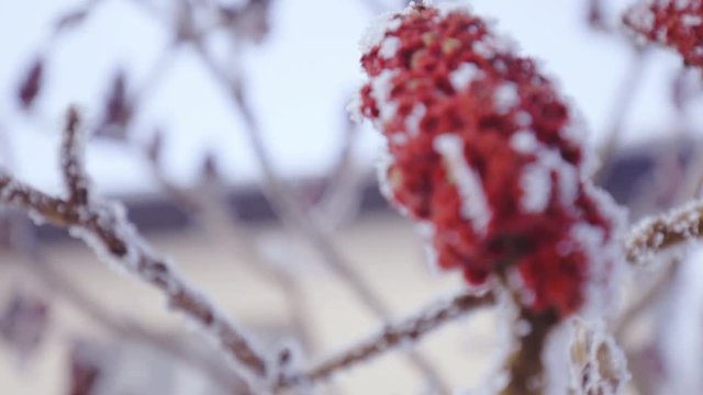 Frozen tree sumac branches close up 4K