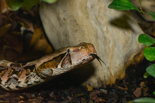 Z&uuml;ngelnde Gabunviper