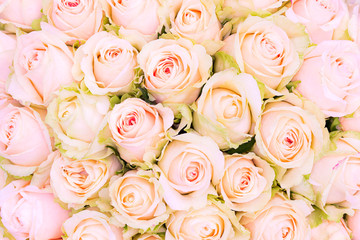 Obraz na płótnie Canvas pink roses as a background
