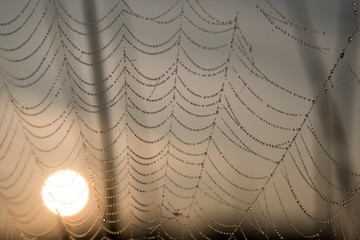 Spinnennetz 