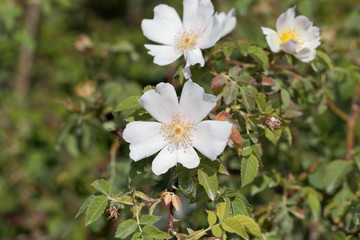 Evergreen rose (Rosa sempervirens)