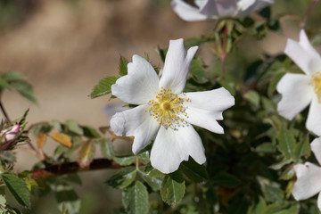 Fototapeta na wymiar Evergreen rose (Rosa sempervirens)