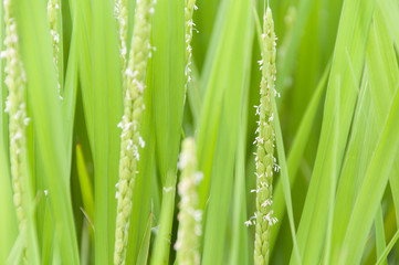 Fototapeta na wymiar 米の花