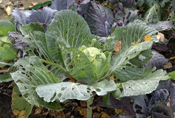Green cabbage with large old leaves