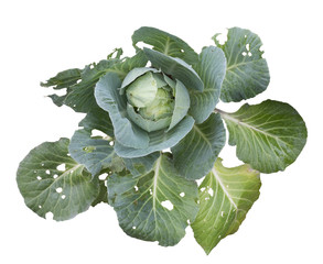Green old cabbage on a white background