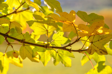 yellow leaves