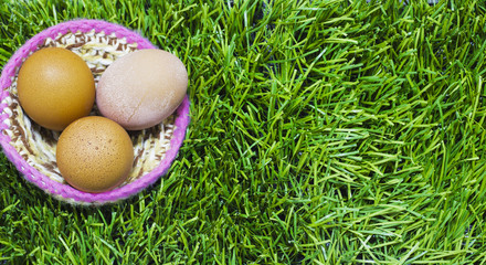 Easter eggs in nest on grass
