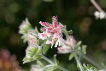 Canary clover (Dorycnium hirsutum)