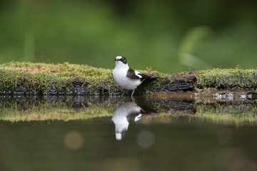 Collared flycatcher