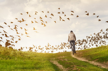 Man in countryside rides bicycle on dirt road. Flock of birds (crows and doves) on the background.