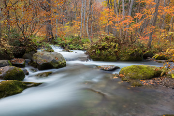beautiful scenic at Oirase stream