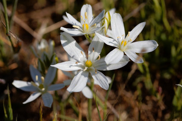 The Star of Bethlehem flower Ornithogalum comosum