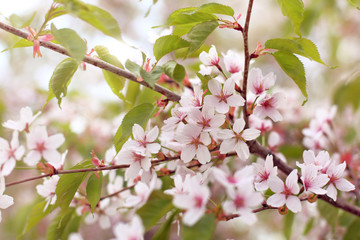 flowering Sakura in the garden/ pink petals of cherry trees in spring