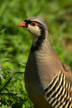 Coturnice (Alectoris graeca) - ritratto