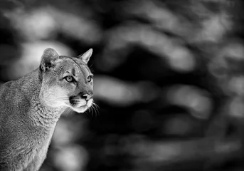 Gordijnen Portrait of a cougar, mountain lion, puma, panther. wildlife America © Baranov