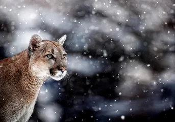 Foto op Canvas Portrait of a cougar, mountain lion, puma, panther. wildlife America © Baranov