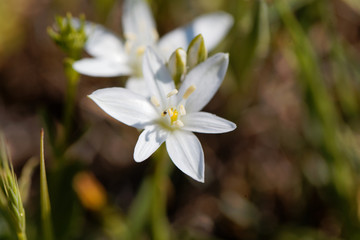 The Star of Bethlehem flower Ornithogalum comosum
