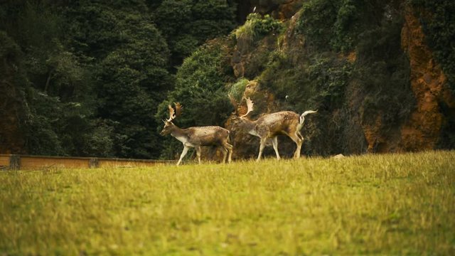 Fallow deer (Dama dama) in the prairie