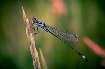 Dragonfly