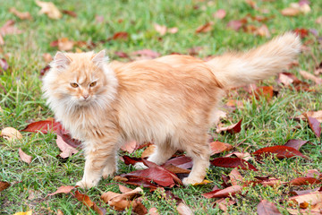 Naklejka na ściany i meble Cat in autumn park. Red kitten walking on colorful fallen leaves outdoor.