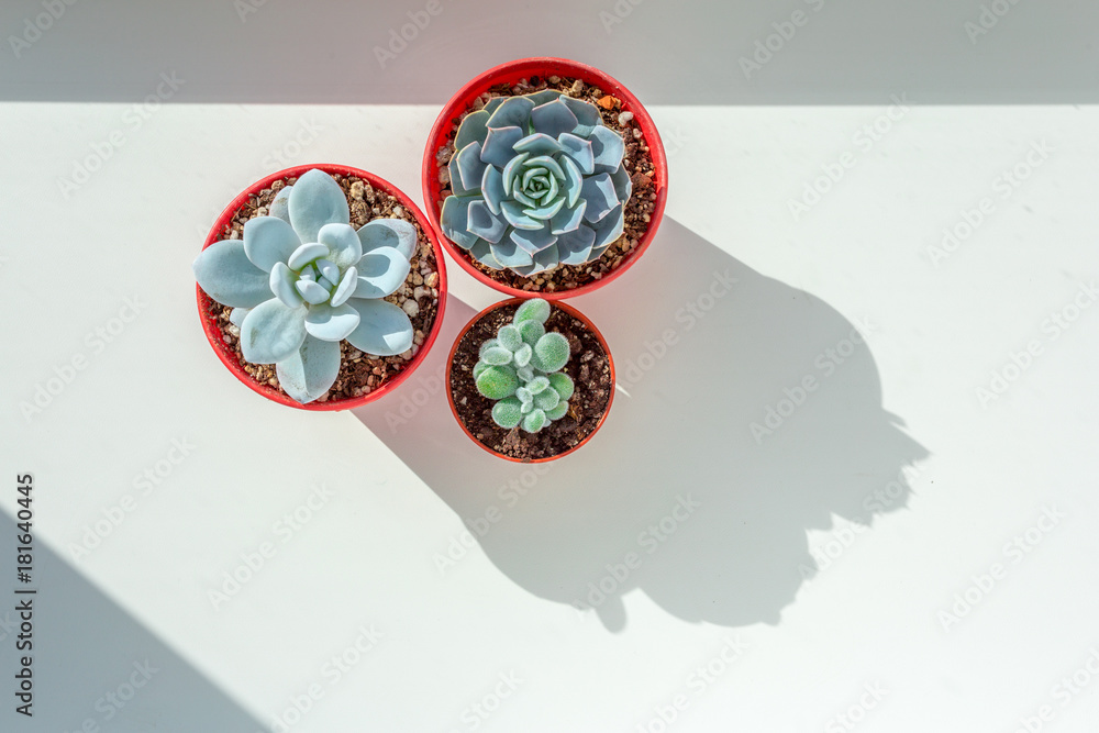 Canvas Prints arrangement of succulents  on a table