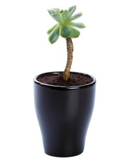 succulents plant in pot on white background