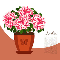Azalea indoor plant in pot banner