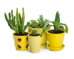succulents plant in pot on white background