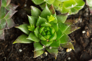 Succulent plant natural background
