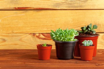 Succulent plants grouped on table