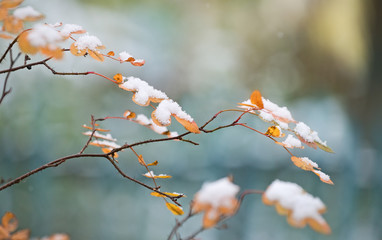  First snow and colorful leaves nature background with shallow depth of field.