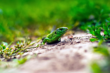 The green lizard basks