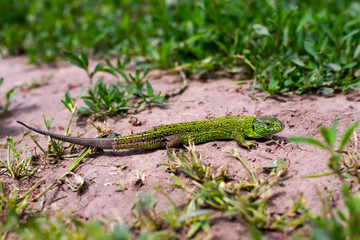 The green lizard basks