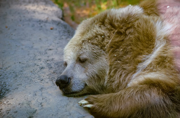 A bear sleeps on a stone