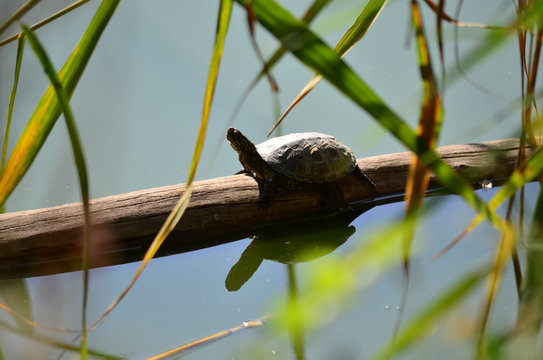 Turtle basks on a log