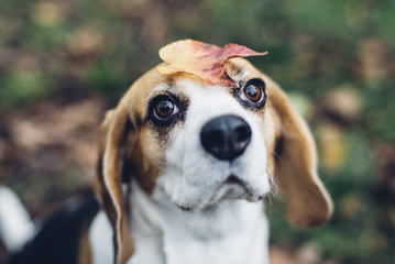Beagle dog with colorful leaf on its head outdoors